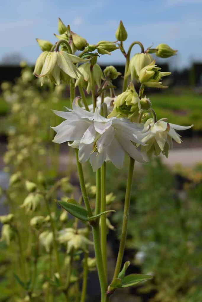 Aquilegia vulgaris var. stellata 'White Barlow' ---